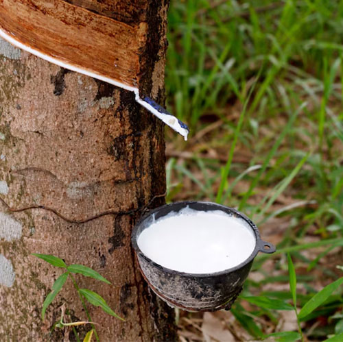 Cao su thiên nhiên